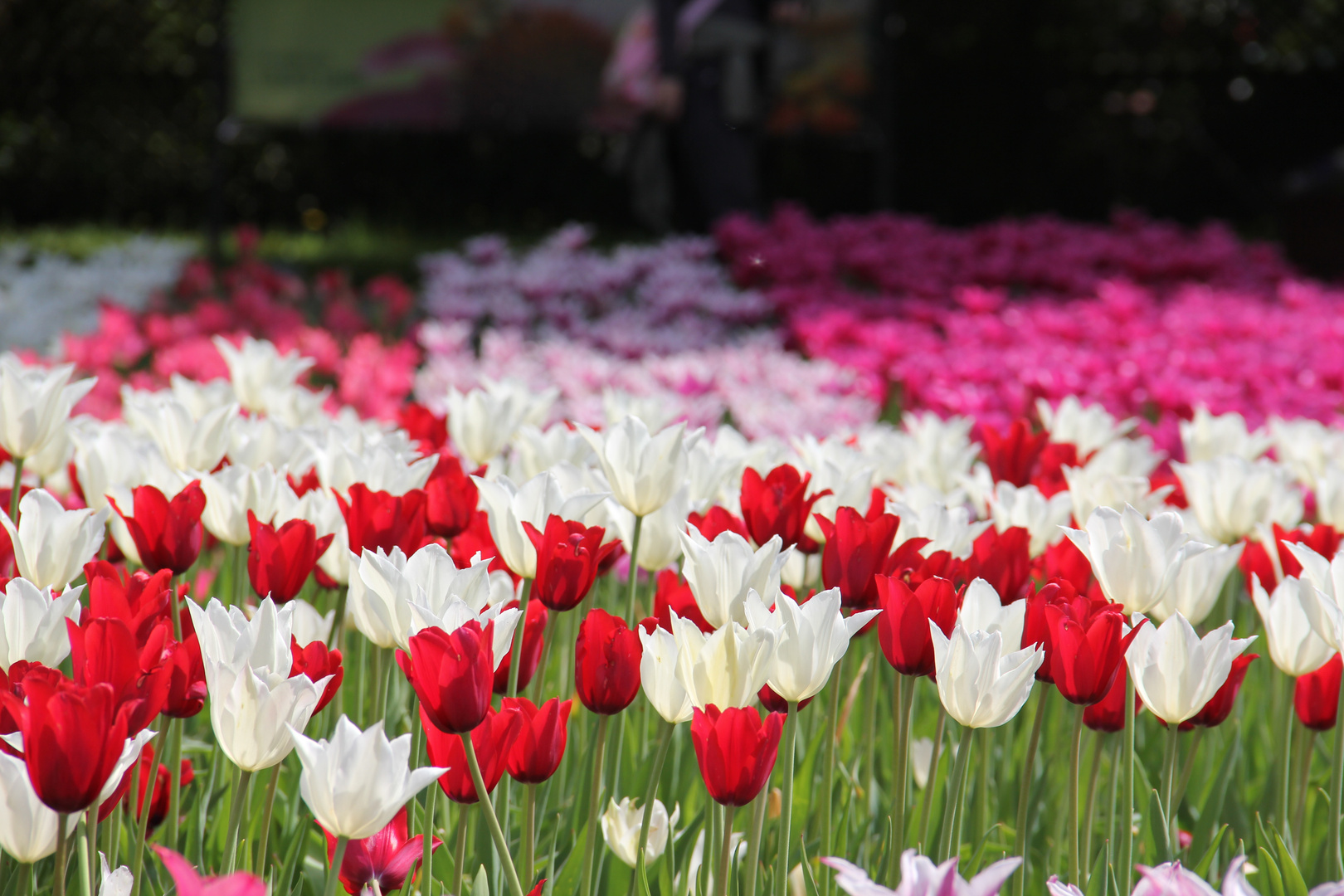 Tulpenblüte