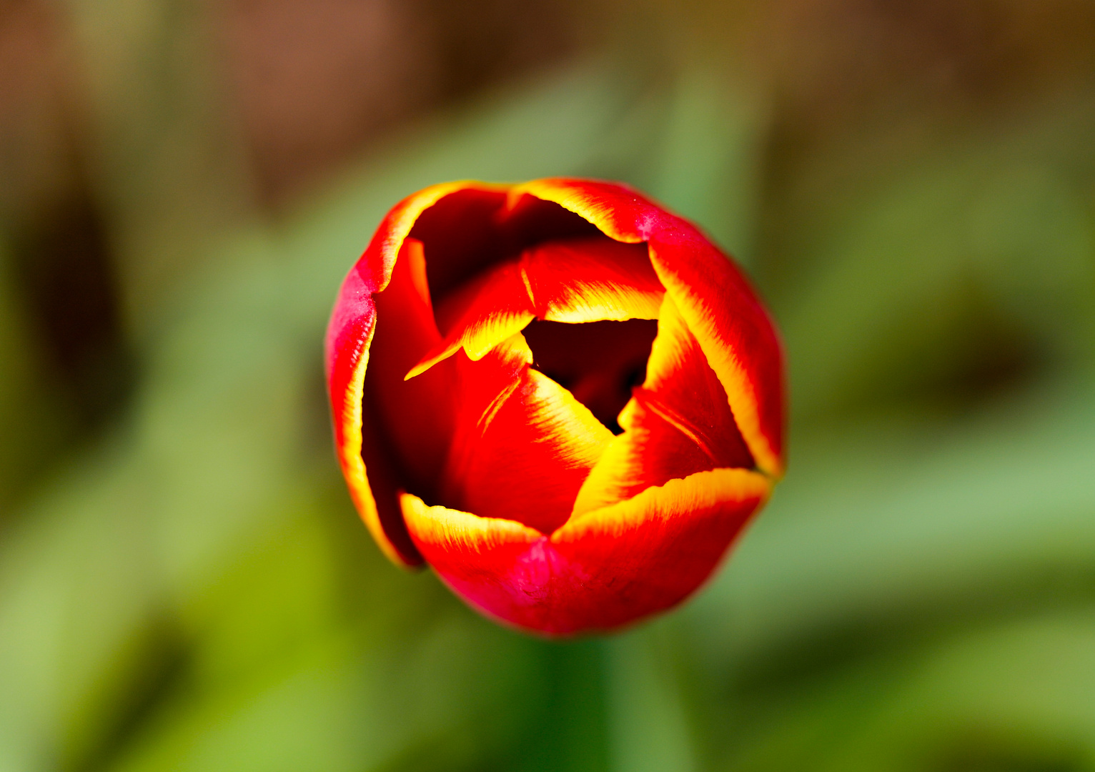 Tulpenblüte am Vormittag