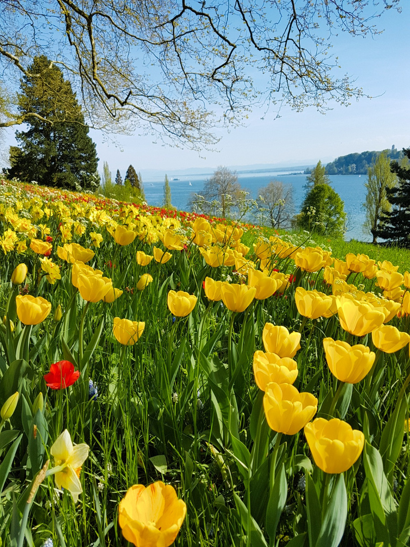 Tulpenblüte auf der Insel Mainau 2018