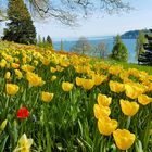 Tulpenblüte auf der Insel Mainau 2018