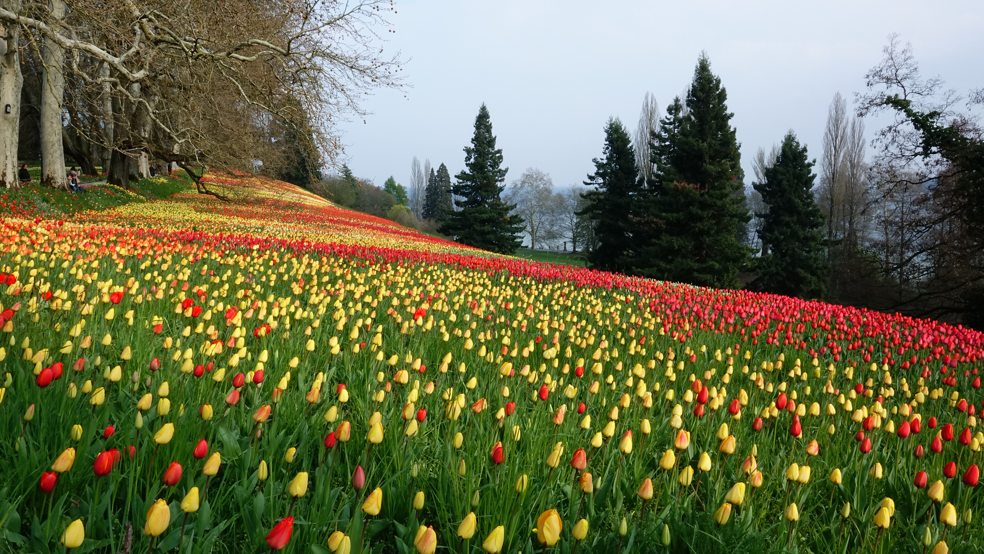 Tulpenblüte auf der Insel Mainau