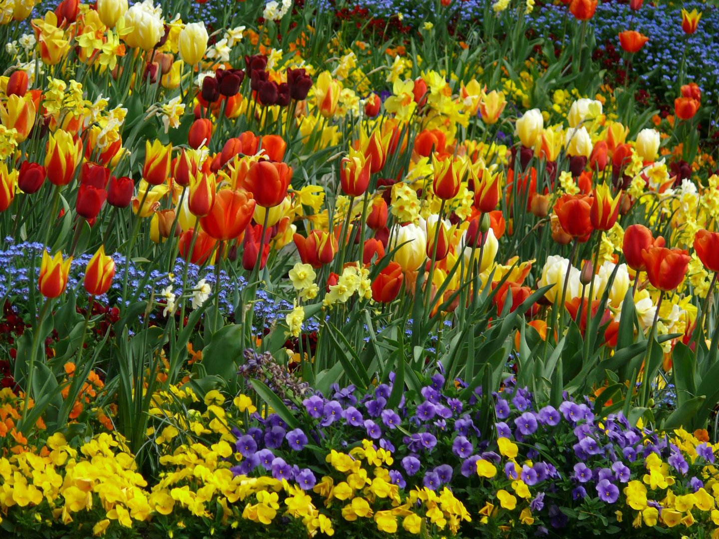 Tulpenblüte auf der Insel Mainau.......