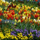 Tulpenblüte auf der Insel Mainau.......