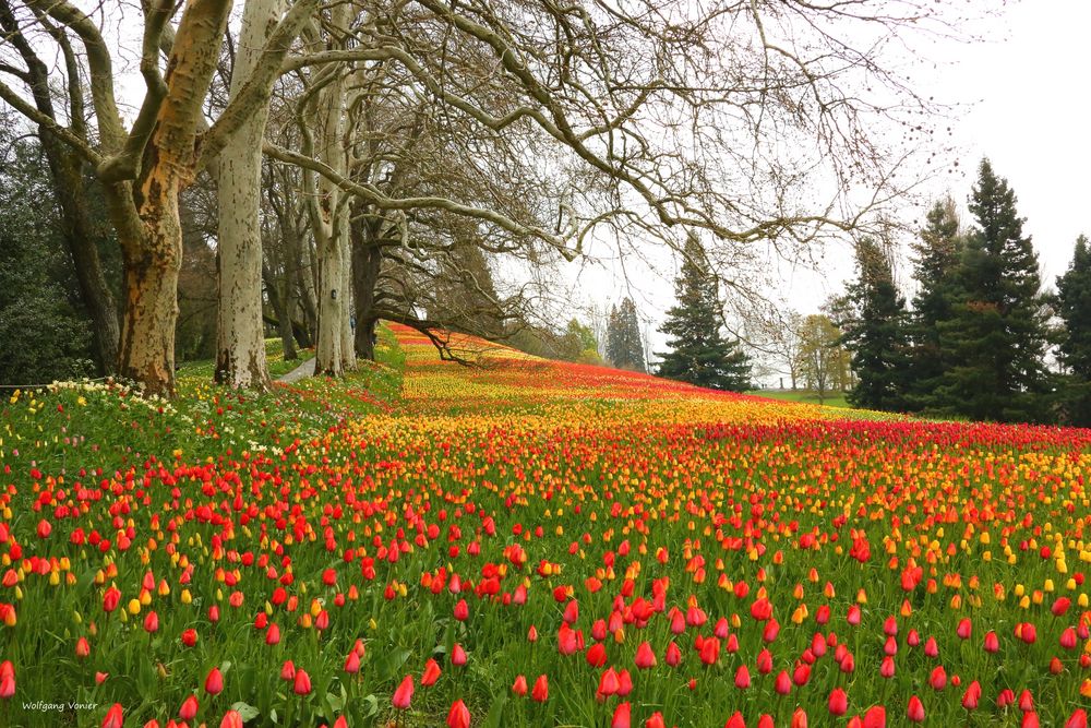 Tulpenblüte auf der Insel Mainau