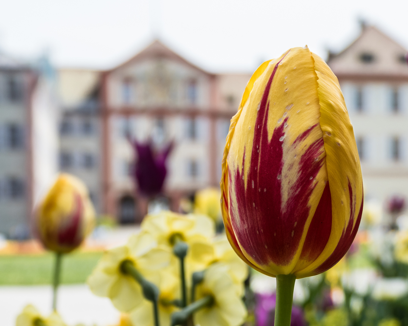 Tulpenblüte auf der Insel Mainau 