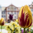 Tulpenblüte auf der Insel Mainau 