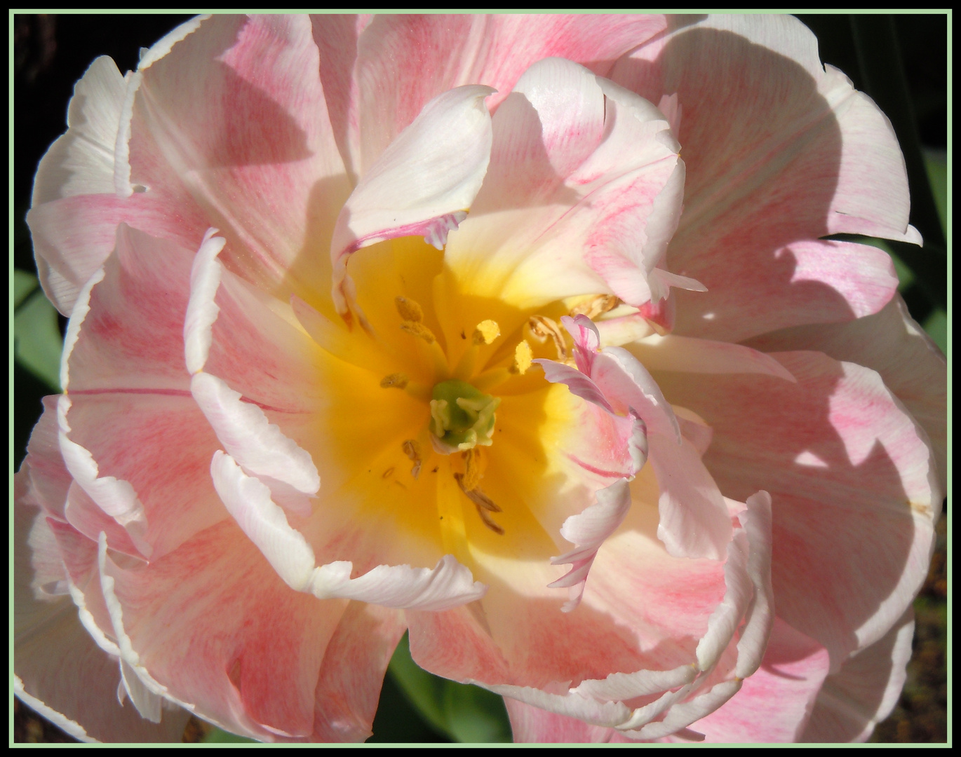 Tulpenblüte auf der Landesgartenschau in Sigmaringen