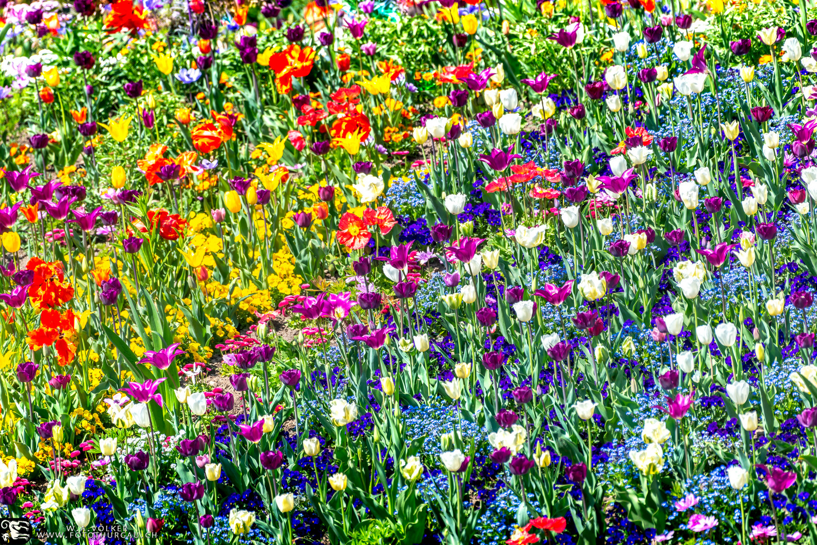 Tulpenblüte auf der Mainau