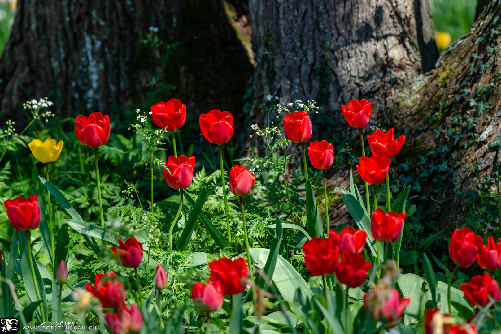 Tulpenblüte auf der Mainau