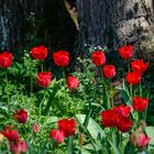 Tulpenblüte auf der Mainau