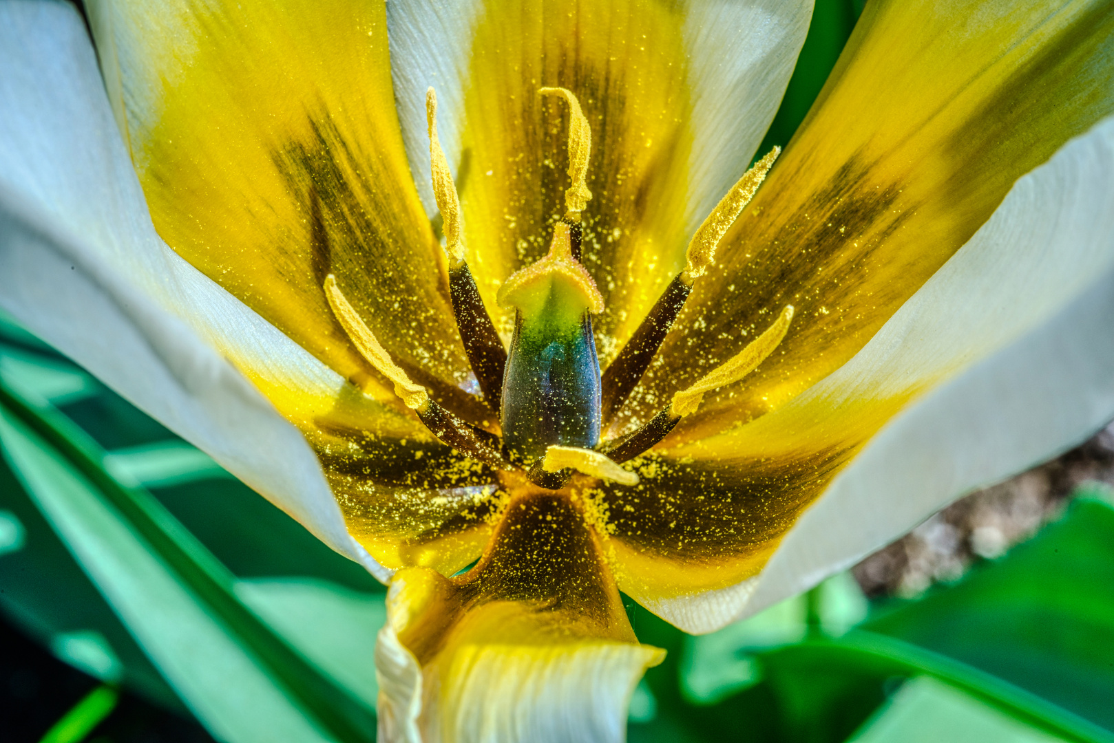 Tulpenblüte auf der Mainau