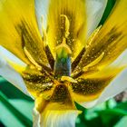 Tulpenblüte auf der Mainau