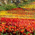 Tulpenblüte auf der Mainau