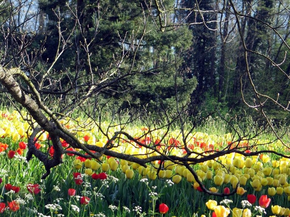 Tulpenblüte auf der Mainau