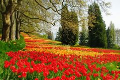 Tulpenblüte auf Mainau