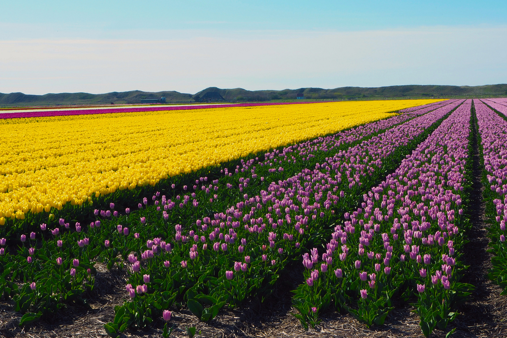 Tulpenblüte auf Texel