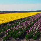 Tulpenblüte auf Texel