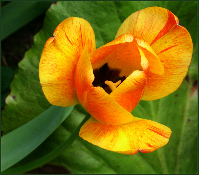 Tulpenblüte aus dem Garten