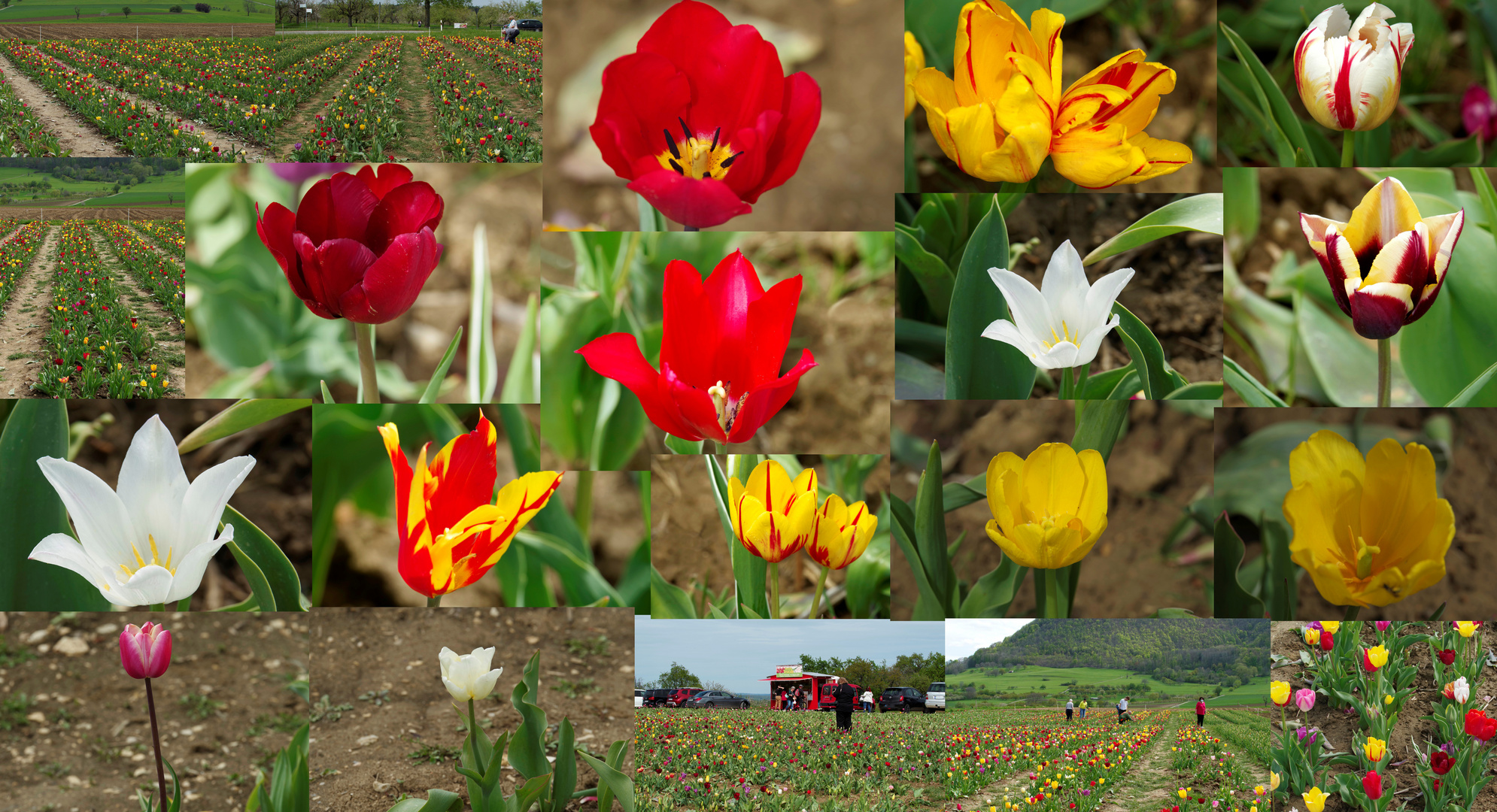 ...Tulpenblüte