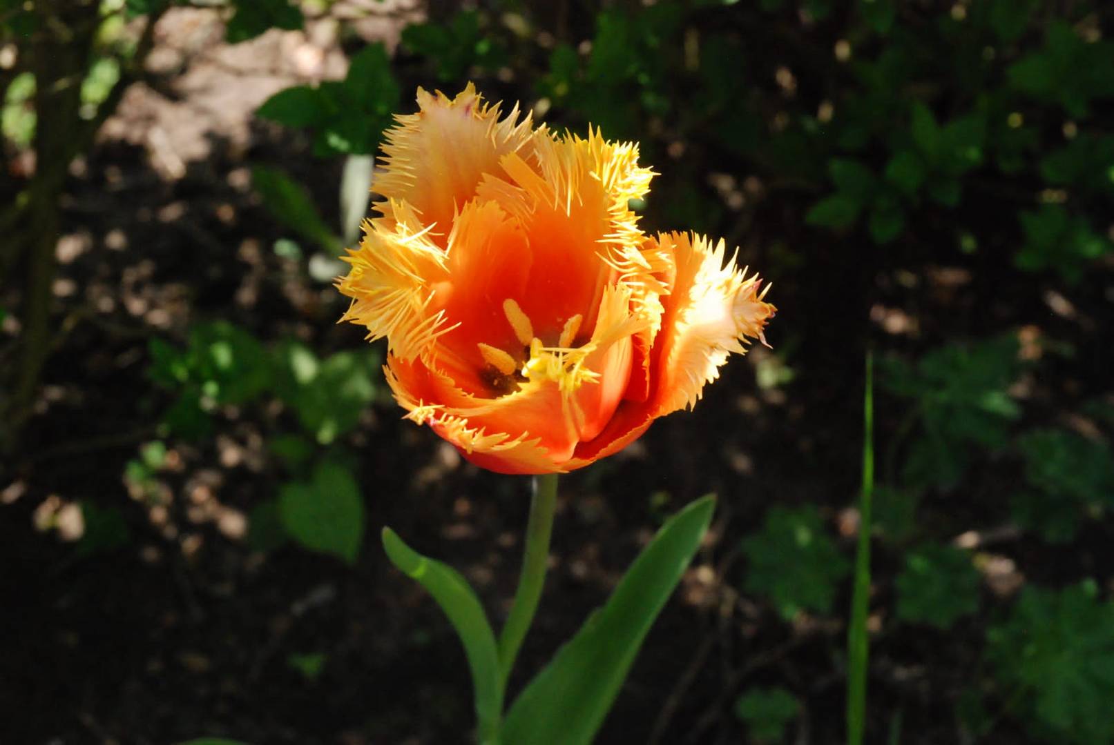 Tulpenblüte bei besonderen Lichtverhältnissen. 