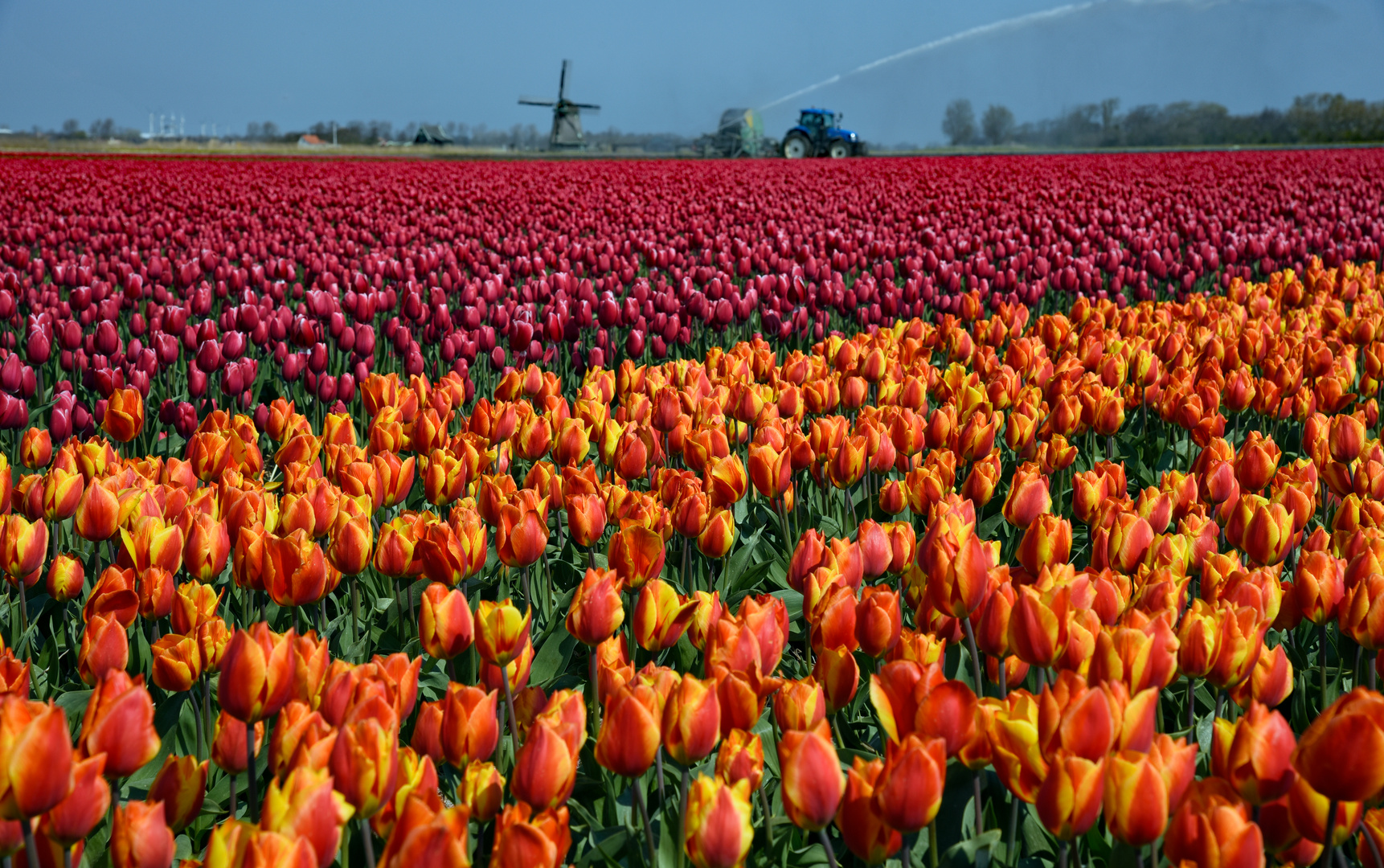 Tulpenblüte bei Callantsoog 2019