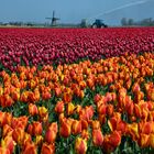 Tulpenblüte bei Callantsoog 2019