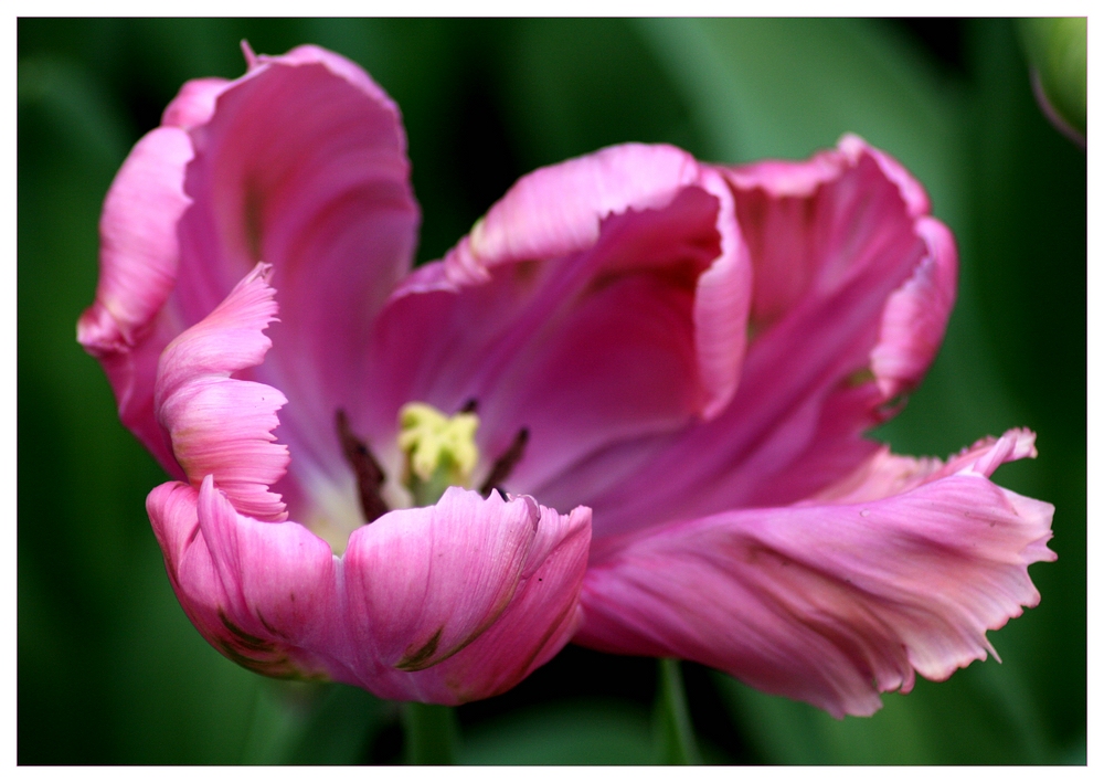 Tulpenblüte...