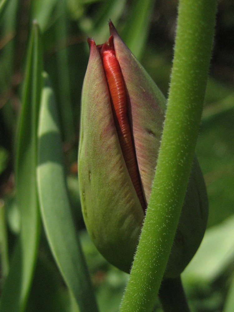 Tulpenblüte