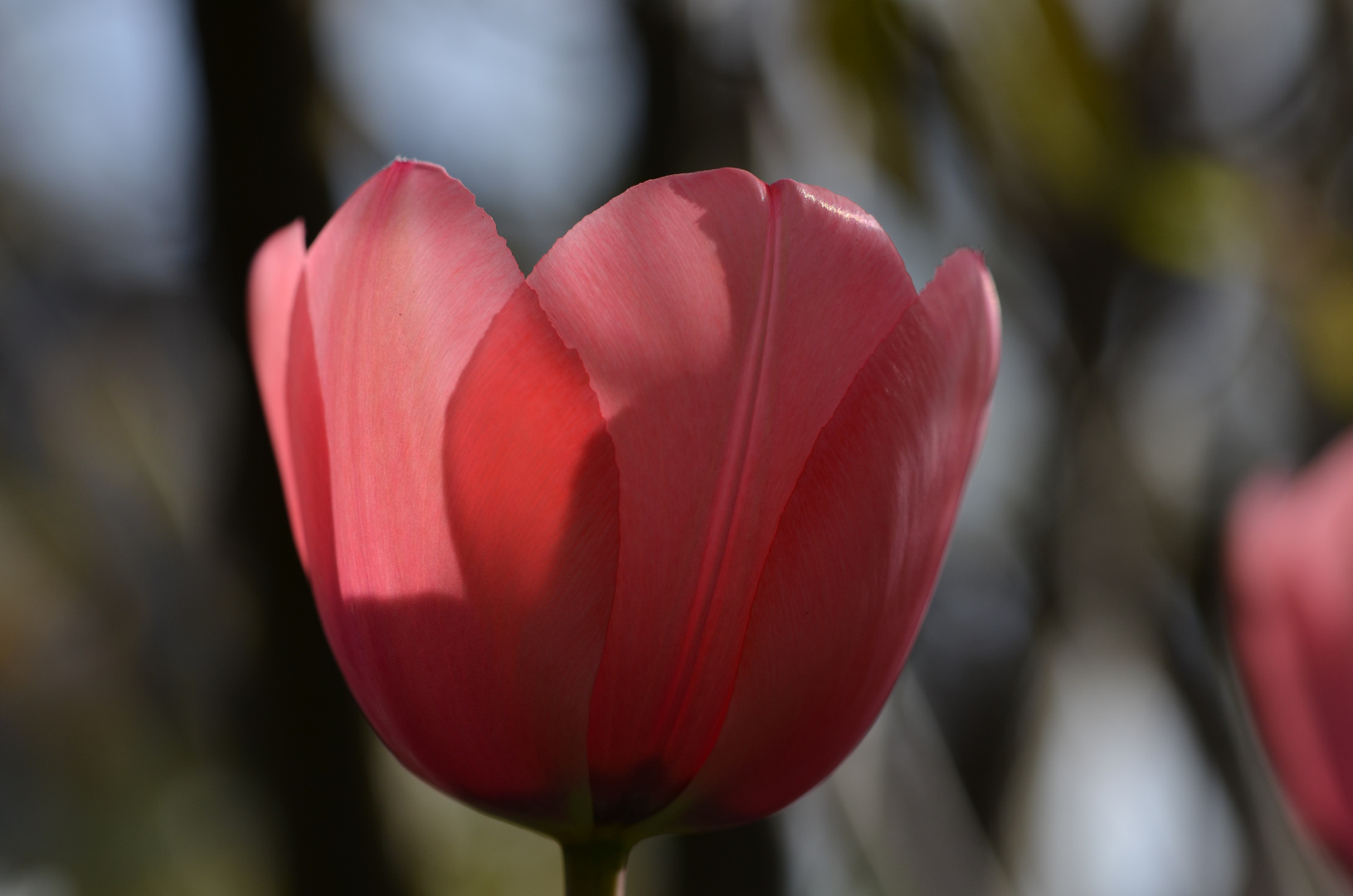 Tulpenblüte