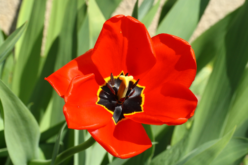 Tulpenblüte