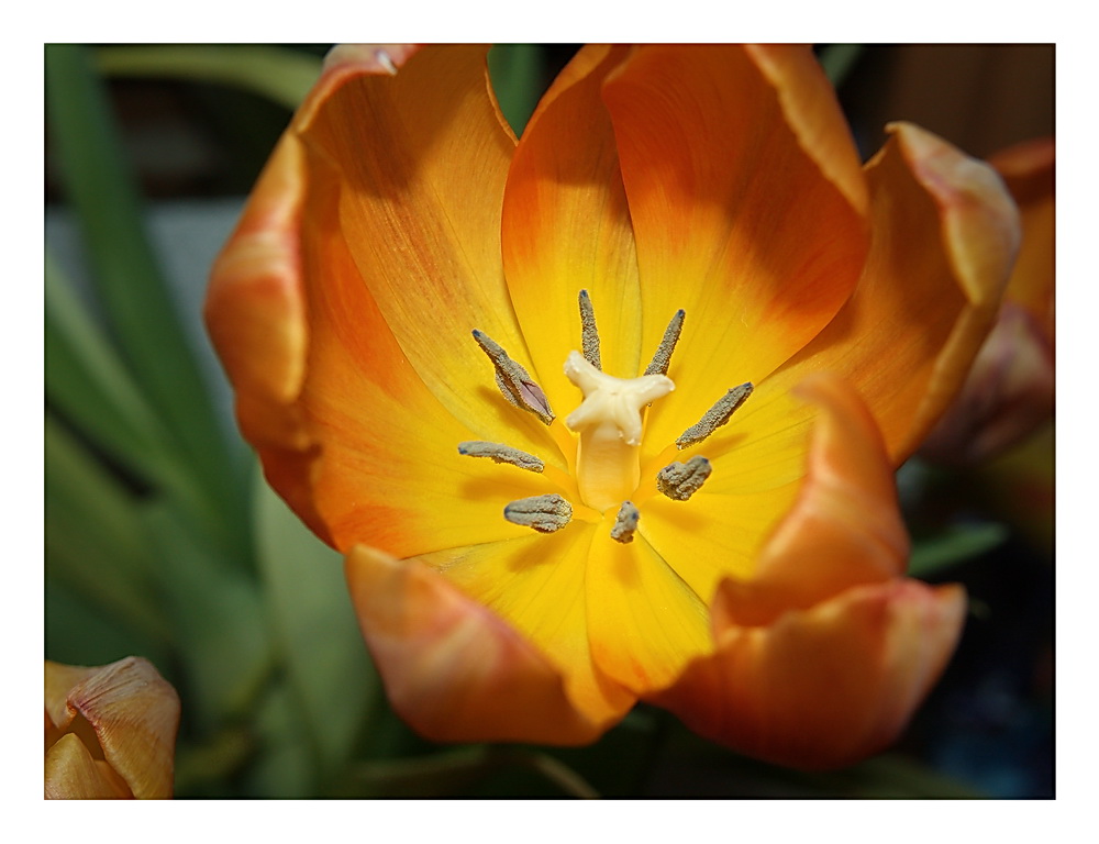 Tulpenblüte