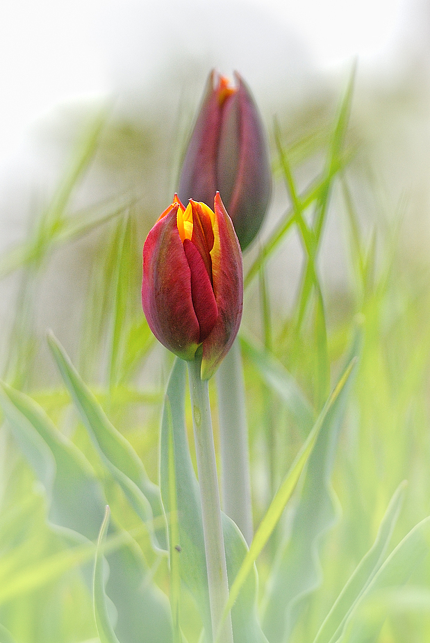 Tulpenblüte