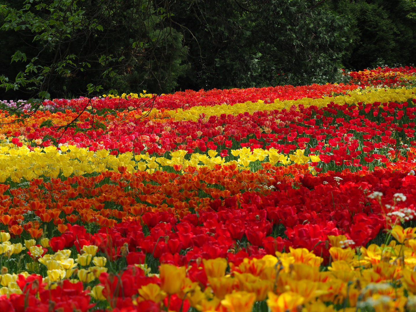 Tulpenblüte