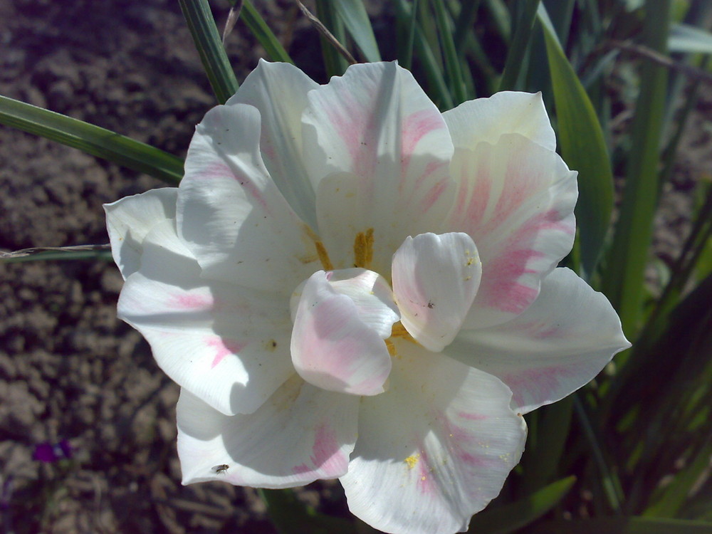 Tulpenblüte