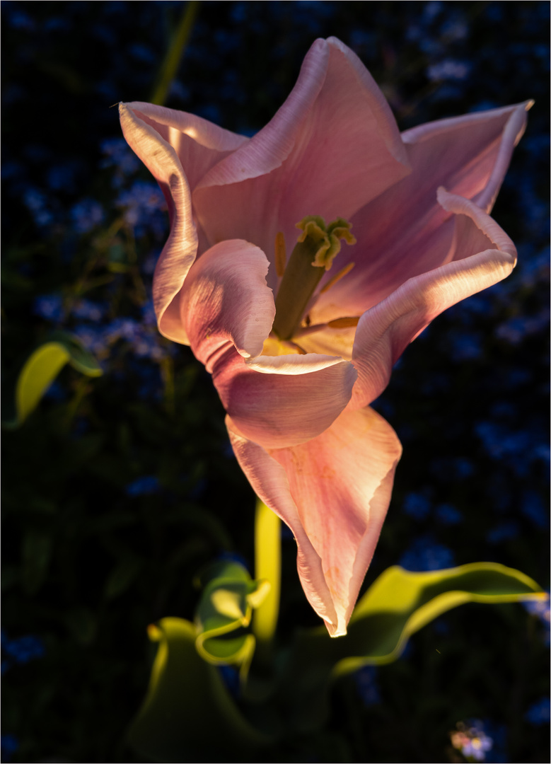 Tulpenblüte des Tages