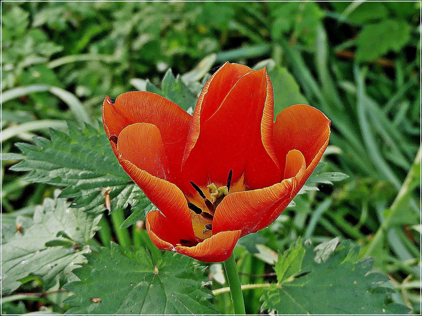 Tulpenblüte