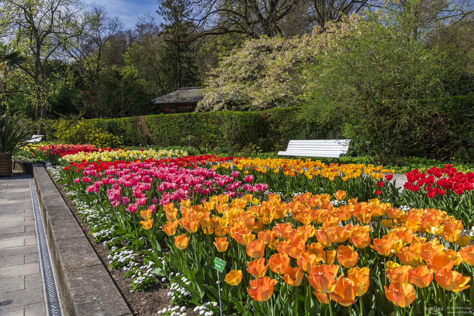 Tulpenblüte