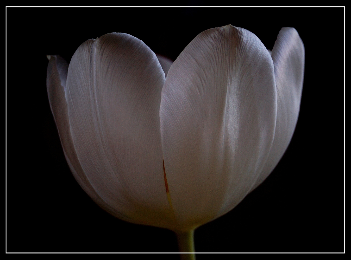 Tulpenblüte