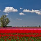 Tulpenblüte