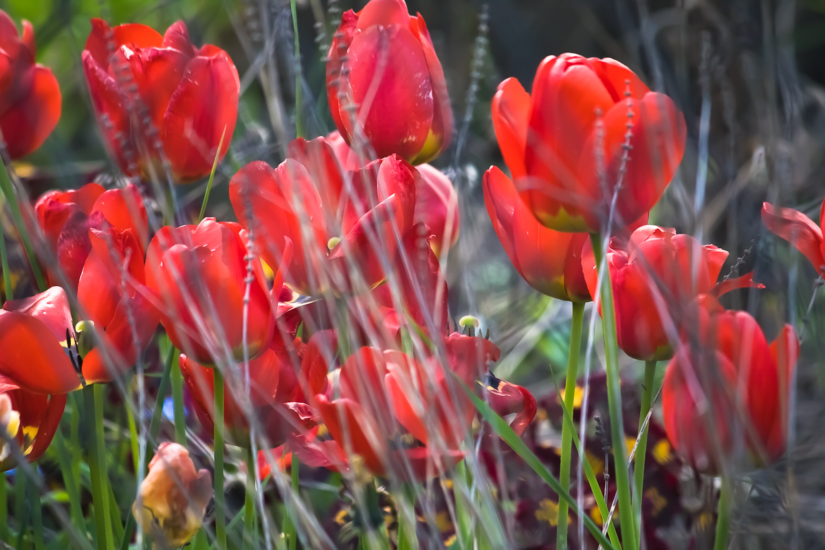 Tulpenblüte II