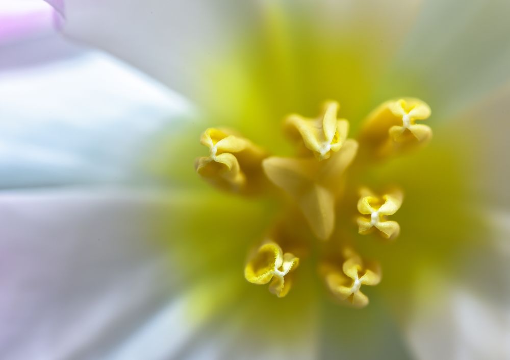 Tulpenblüte II