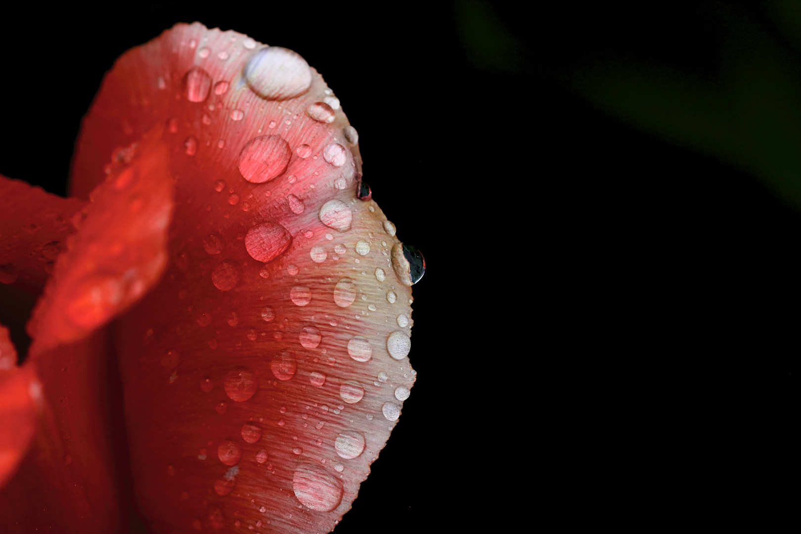 Tulpenblüte II