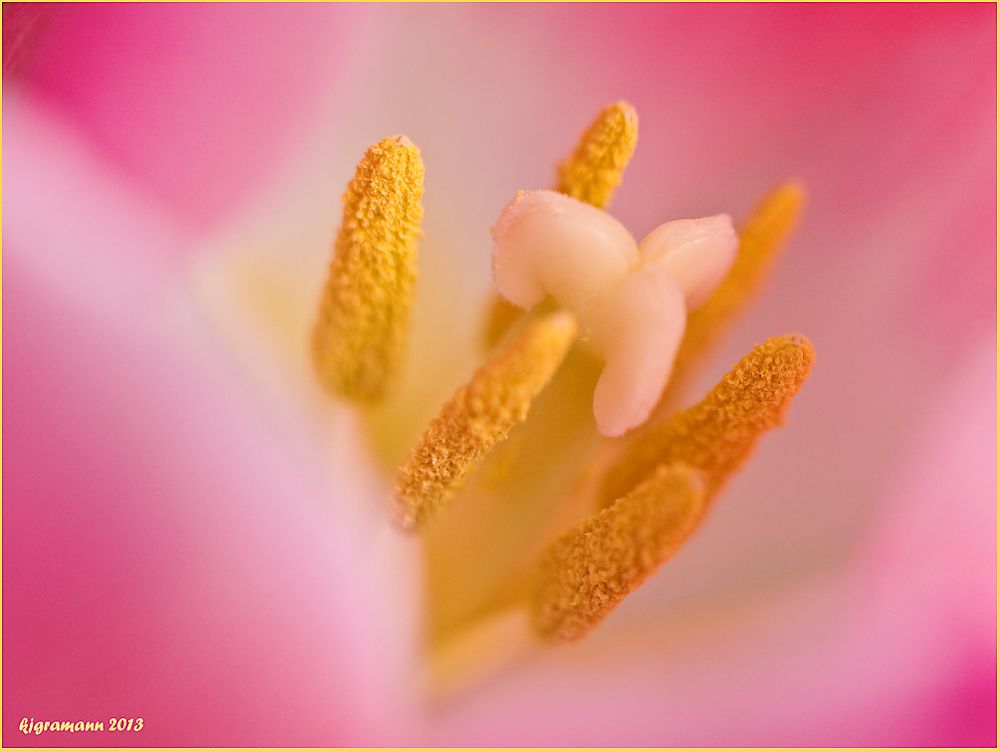 tulpenblüte II.....