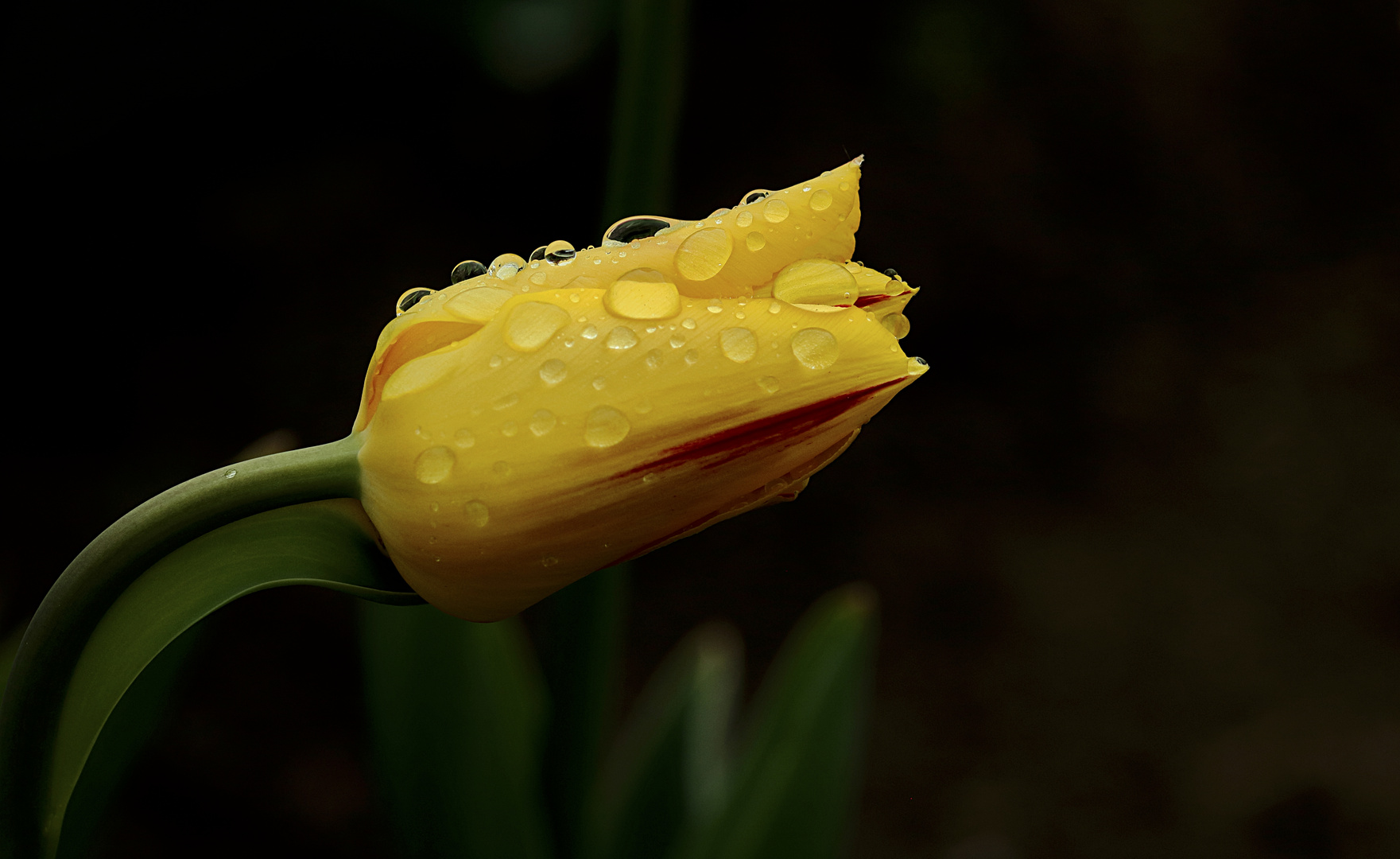 Tulpenblüte III