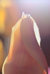 Tulpenblüte im Blitzlicht