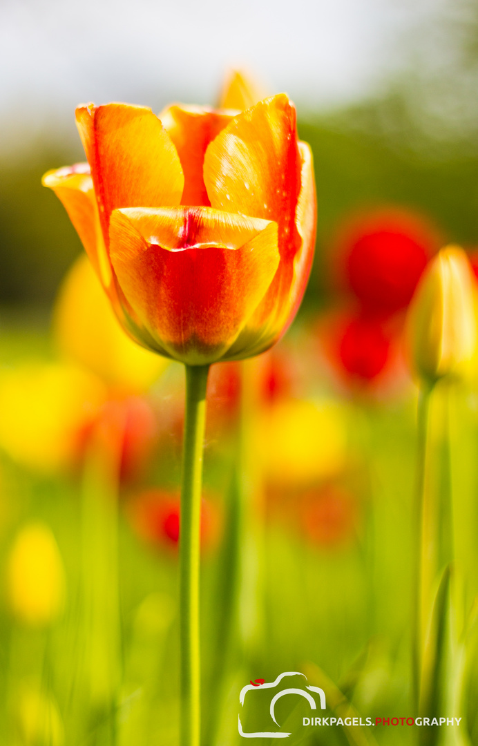 Tulpenblüte im Britzer Garten Berlin