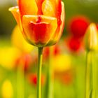 Tulpenblüte im Britzer Garten Berlin