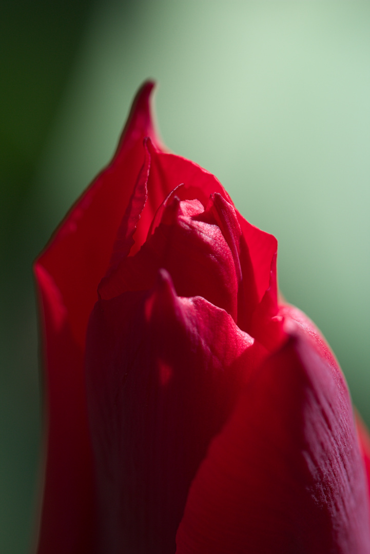 Tulpenblüte im Farbkontrast
