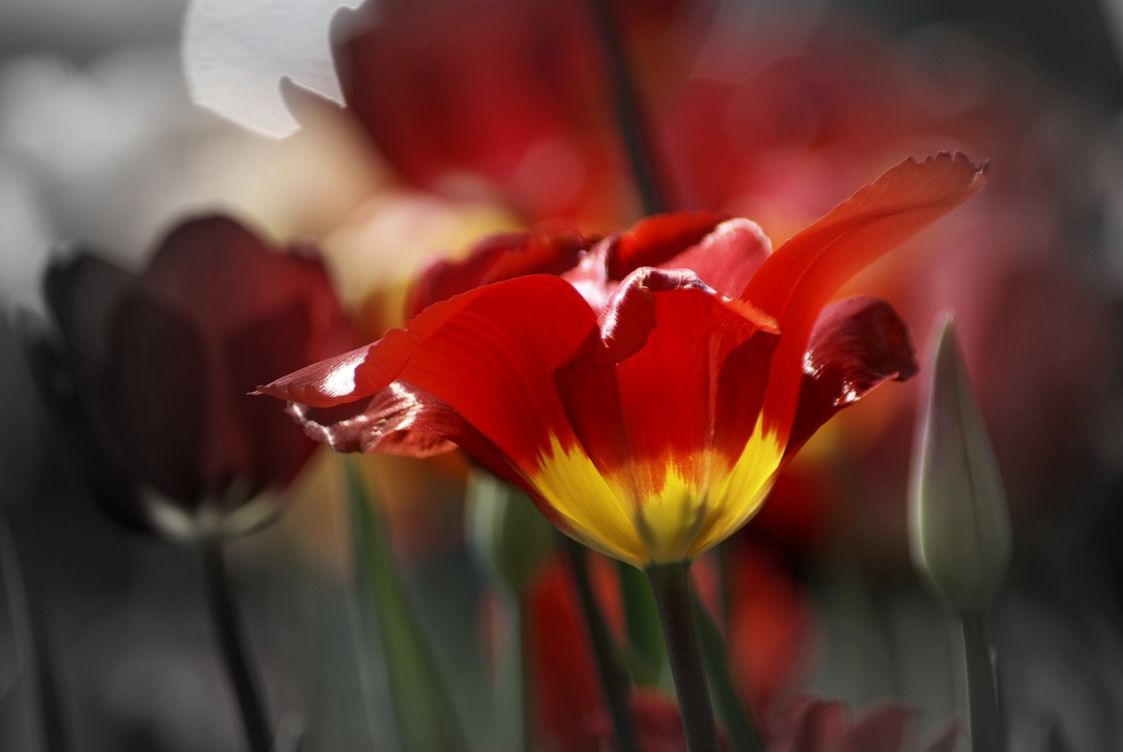 Tulpenblüte im Focus