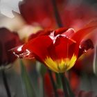 Tulpenblüte im Focus